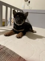 Momo, a male Shiba Inu for sale in Los Angeles, CA – 3 of 4