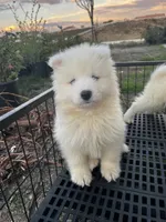 Koda, a male Samoyed for sale in Los Angeles, CA – 4 of 4