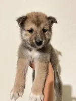 Mini, a male Shiba Inu for sale in Los Angeles, CA – 2 of 2