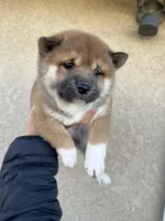 Hinata, a female Shiba Inu for sale in Los Angeles, CA – Photo 2 of 3