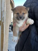 Hinata, a female Shiba Inu for sale in Los Angeles, CA – Photo 1 of 3