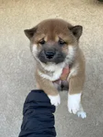 Hinata, a female Shiba Inu for sale in Los Angeles, CA – Photo 3 of 3