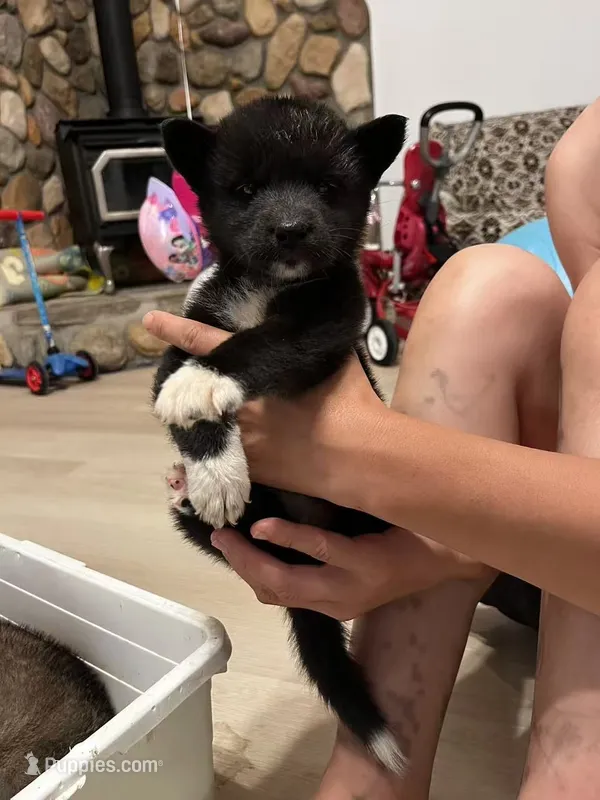 Rumi – Shiba Inu puppy for sale in Los Angeles, CA