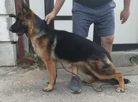 Anna V Diamondburg, a female German Shepherd Dog for sale in Luthersville, GA – 8 of 9