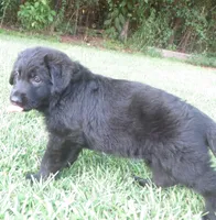Anna V Diamondburg, a female German Shepherd Dog for sale in Luthersville, GA – 4 of 9