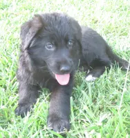 Anna V Diamondburg, a female German Shepherd Dog for sale in Luthersville, GA – 7 of 9