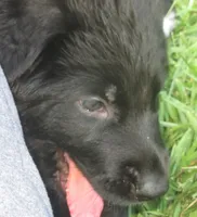 Anna V Diamondburg, a female German Shepherd Dog for sale in Luthersville, GA – 5 of 9