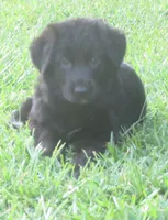 Anna V Diamondburg, a female German Shepherd Dog for sale in Luthersville, GA – 2 of 9