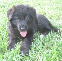 Anna V Diamondburg, a female German Shepherd Dog for sale in Luthersville, GA – 6 of 9