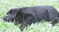 Anna V Diamondburg, a female German Shepherd Dog for sale in Luthersville, GA – 3 of 9
