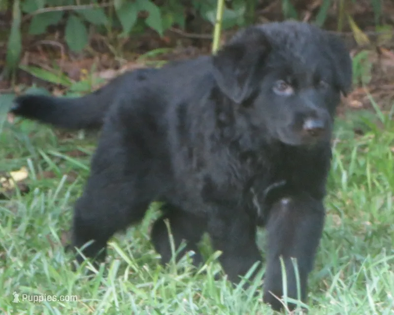 Anna V Diamondburg – German Shepherd Dog puppy for sale in Luthersville, GA