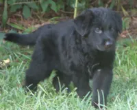 Anna V Diamondburg, a female German Shepherd Dog for sale in Luthersville, GA – 1 of 9