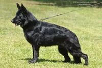 Anna V Diamondburg, a female German Shepherd Dog for sale in Luthersville, GA – 9 of 9