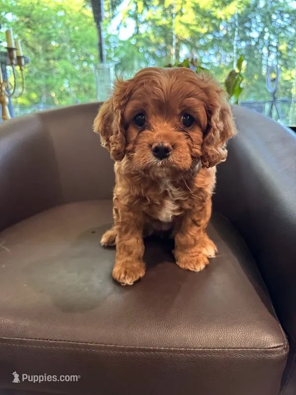 Penelope – Cavapoo, Cockapoo puppy for sale in Rochester, WA