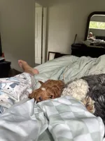 Penelope, a female Cavapoo and Cockapoo for sale in Rochester, WA – 2 of 3