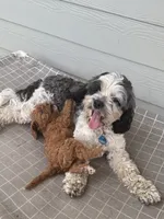 Penelope, a female Cavapoo and Cockapoo for sale in Rochester, WA – 3 of 3