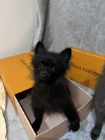 Draco, a male Pomeranian for sale in Tampa, FL – Photo 1 of 2