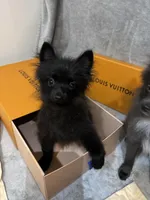 Draco, a male Pomeranian for sale in Tampa, FL – Photo 2 of 2