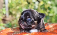 AKC Sabrina , a female Chihuahua for sale in San Antonio, TX – 3 of 7