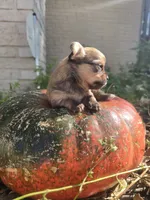 AKC Bluey, a male Chihuahua for sale in San Antonio, TX – 4 of 4
