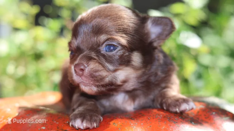 AKC Hershey  – Chihuahua puppy for sale in San Antonio, TX