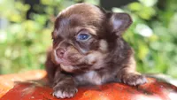 AKC Hershey , a male Chihuahua for sale in San Antonio, TX – 1 of 4