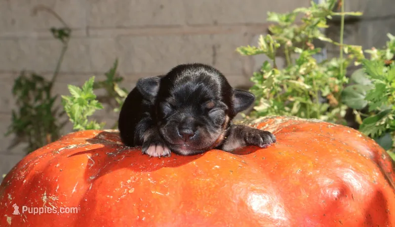 AKC Princess – Chihuahua puppy for sale in San Antonio, TX