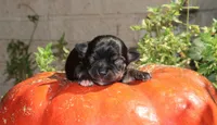 AKC Princess, a female Chihuahua for sale in San Antonio, TX – 1 of 3