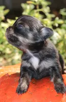 AKC Tiny Millie, a female Chihuahua for sale in San Antonio, TX – 4 of 8