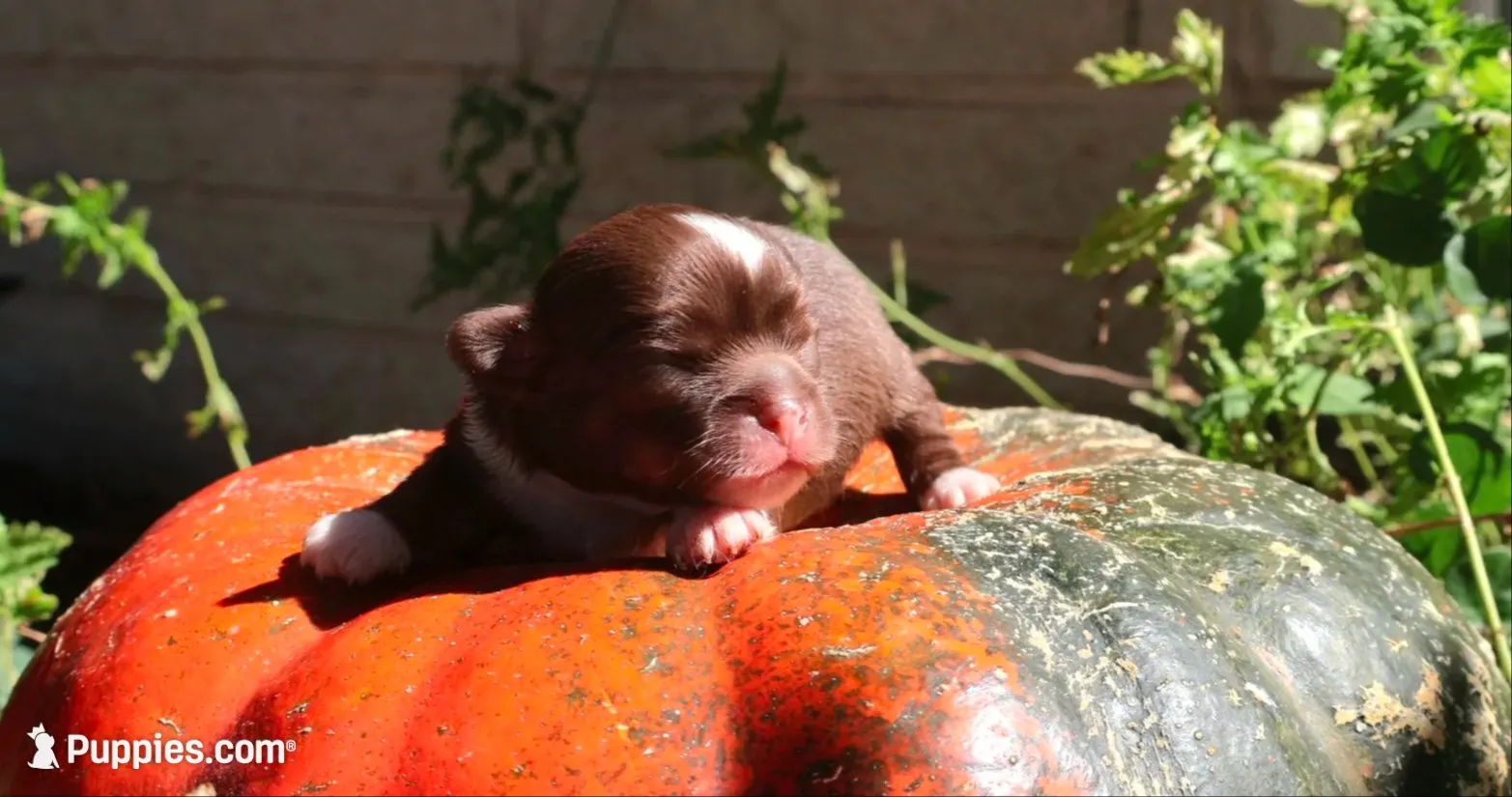 AKC Buddy, a male Chihuahua for sale in San Antonio, TX – 3 of 3