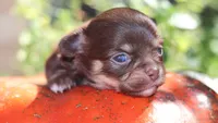 AKC Hershey , a male Chihuahua for sale in San Antonio, TX – 3 of 4