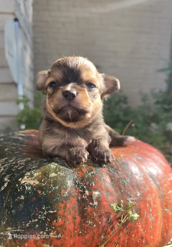 AKC Bluey – Chihuahua puppy for sale in San Antonio, TX