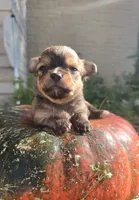 AKC Bluey, a male Chihuahua for sale in San Antonio, TX – 1 of 4