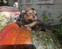 AKC Bluey, a male Chihuahua for sale in San Antonio, TX – 3 of 4