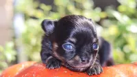 AKC Tiny Millie, a female Chihuahua for sale in San Antonio, TX – 5 of 8