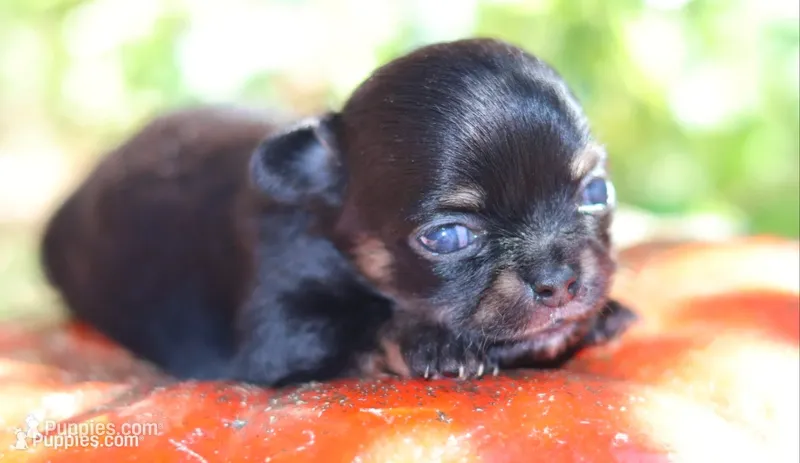 AKC Tiny Millie – Chihuahua puppy for sale in San Antonio, TX