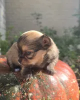 AKC Bluey, a male Chihuahua for sale in San Antonio, TX – 2 of 4