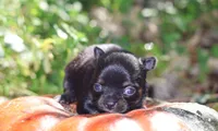 AKC Sabrina , a female Chihuahua for sale in San Antonio, TX – 4 of 7