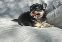 AKC Princess, a female Chihuahua for sale in San Antonio, TX – Photo 2 of 10