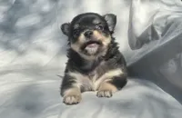 AKC Princess, a female Chihuahua for sale in San Antonio, TX – Photo 3 of 10