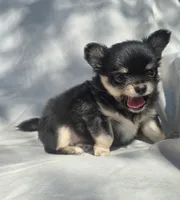 AKC Princess, a female Chihuahua for sale in San Antonio, TX – Photo 4 of 10