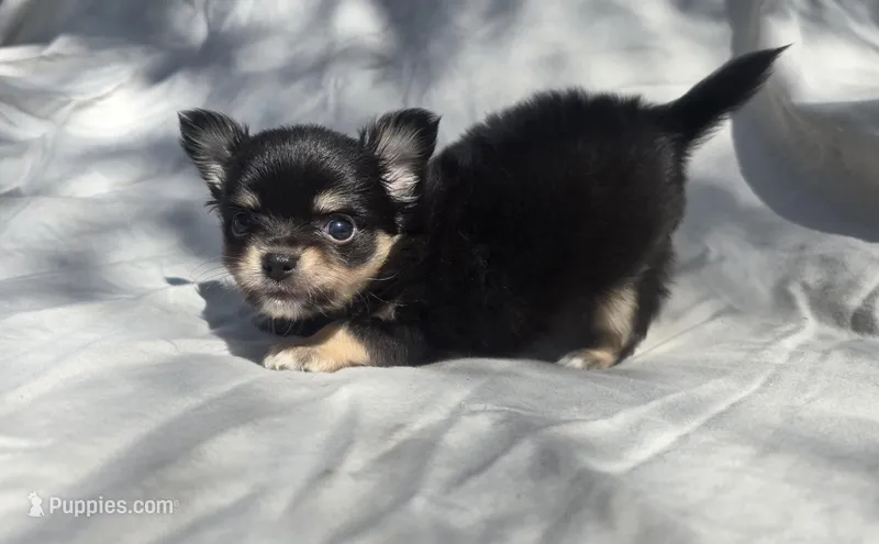AKC Princess – Chihuahua puppy on hold in San Antonio, TX