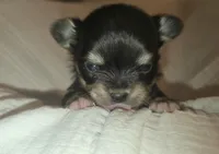 AKC Princess, a female Chihuahua for sale in San Antonio, TX – Photo 8 of 10