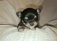 AKC Princess, a female Chihuahua for sale in San Antonio, TX – Photo 7 of 10