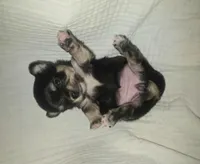 AKC Princess, a female Chihuahua for sale in San Antonio, TX – Photo 6 of 10