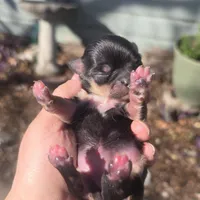AKC Princess, a female Chihuahua for sale in San Antonio, TX – Photo 10 of 10