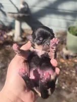 AKC Princess, a female Chihuahua for sale in San Antonio, TX – Photo 2 of 2