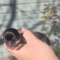 AKC Princess, a female Chihuahua for sale in San Antonio, TX – Photo 9 of 10