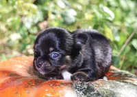 AKC Sabrina , a female Chihuahua for sale in San Antonio, TX – 2 of 7