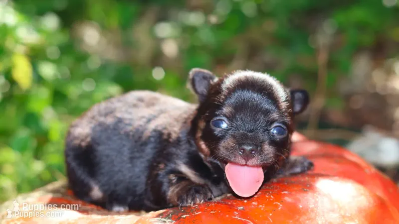 AKC Sabrina  – Chihuahua puppy for sale in San Antonio, TX